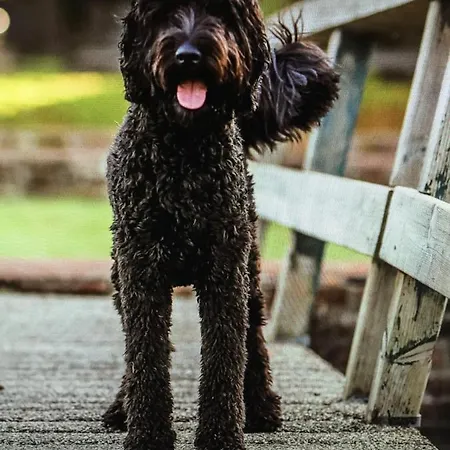 De Nollen Egmond aan den Hoef